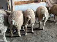 Ram, Sheep — photo 5