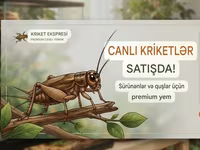 Məhsul: Canlı kriketlər – sürünənlər və quşlar üçün premium yem — foto 1