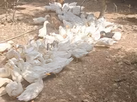 German Pekin — photo 5