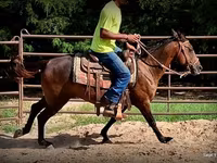 Yegua, Standardbred — foto 6