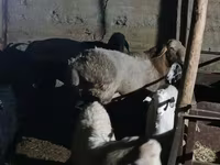 मेढ़ा, Tian-Shan semifinewool sheep — फ़ोटो 5