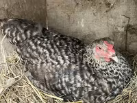 Chickens — फ़ोटो 4