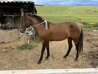 Horse (M), Azerbaijan horse — photo 3