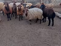 Oveja, Ovejas — foto 5