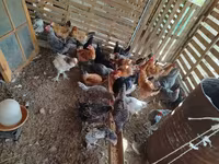 Ducks — foto 3