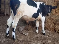 Buğa, Russian Black pied cattle — foto 2