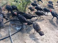 Guinea fowl — foto 1