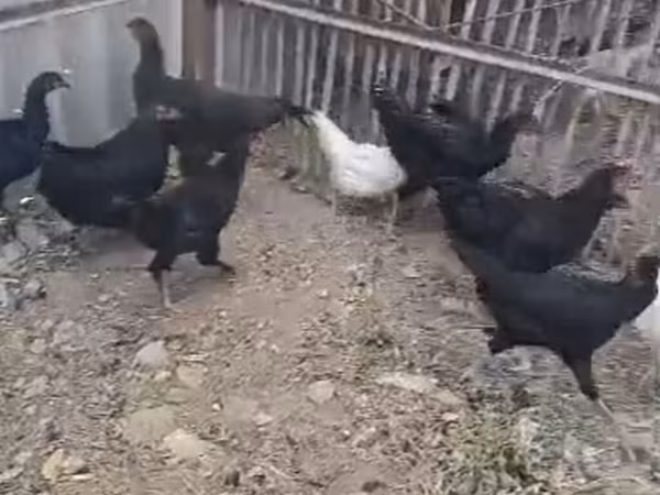 Chickens