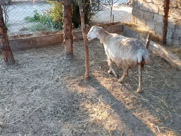 Sheep, Sheep — Azerbaijan