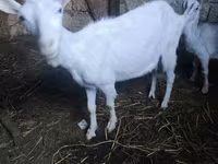Cabro, Alpine goat — foto 1