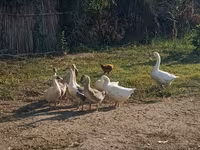 Geese — Foto 3