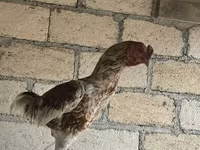 Chickens — photo 5