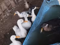 Ducks — photo 2