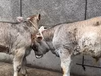 Buğa, Mal-qara — foto 7