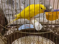 Qefesle birlikde 40m tek Qus 30m — фото 1