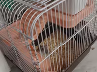 Qefesde 2 hamster cunqarik var. Sebeti alana hamsterleri ödənişsiz — фото 3