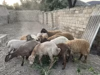 Ram, Sheep — photo 4