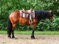 Madyan, Friesian — foto 1