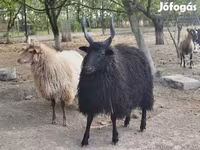 Beran, Racka sheep — foto 1