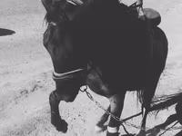 Caballo, Caballos — foto 2