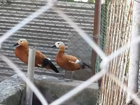 Ducks — photo 3