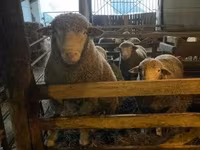 公羊, Ile-de-France sheep — 照片 1