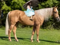 At, Palomino — foto 1