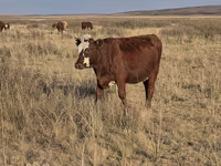 Cow, Latvian Blue cattle — photo 2