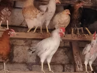 Chickens — photo 6