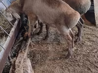 Oveja, West-Siberian mutton sheep — foto 3