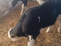 Buğa, Simmental cattle — foto 5