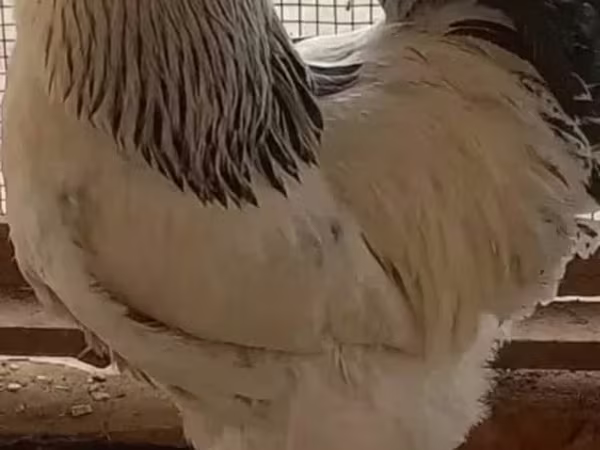 براهما — أرمينيا