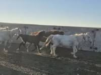 घोड़ा, Kazakh horse — फ़ोटो 2
