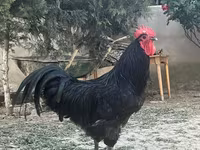 Chickens — foto 1