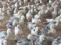 Chickens — photo 1