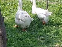 Geese — الصورة 1