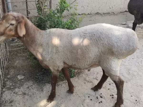 Qoç, Qoyunlar