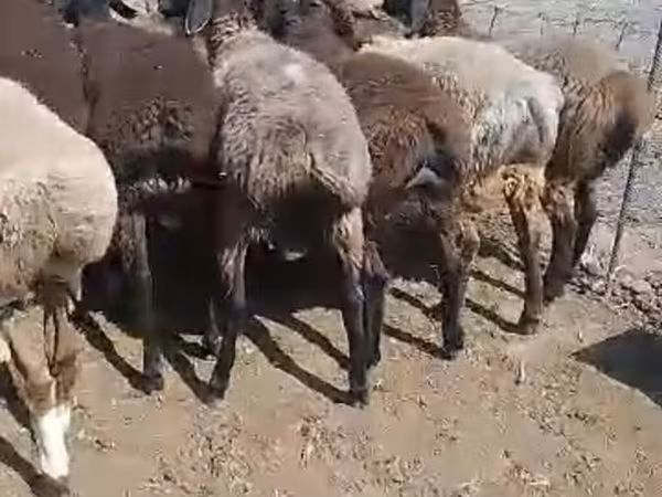 मेढ़ा, भेड़