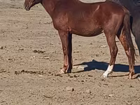 Cavalo, Cavalos — foto 1