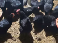 Chickens — photo 2
