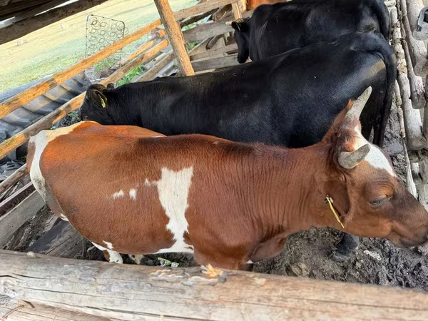 Vaca, Simmental cattle