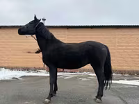 Toychoq, Akhal-Teke — 3-rasm