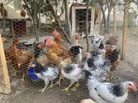 Chickens — फ़ोटो 5