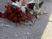 Chickens — foto 4