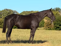 Stute, Quarter Horse — Foto 2