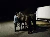 Horse (M), Friesian — photo 2