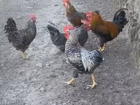 Chickens — Foto 1