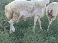 母羊, Sheep — 照片 2