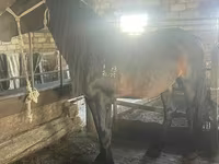 Horse (M), Horses — photo 3