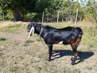 Keçi, Nubian Goat — foto 1